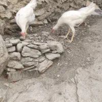 مرغ خروس|حیوانات مزرعه|سروآباد, |دیوار