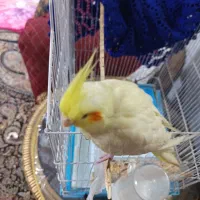 جوجه عروس هلندی لوتینو|پرنده|سیرجان, |دیوار