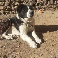 سگ قهدریجانی اصیل|سگ|فریدونشهر, |دیوار