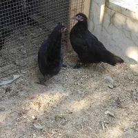 جوجه پاکوتا