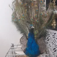 طاووس دکوری