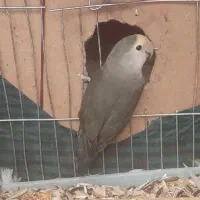 جفت کبوترطوقی الماسی وجفت طوطی برزیلی قناری ماده|پرنده|سمیرم, |دیوار