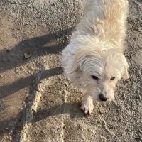 سگ خونگی|سگ|قزوین, |دیوار