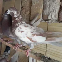 کفتر ماده پرشی