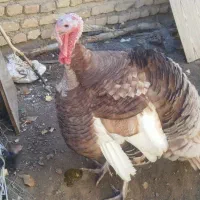 بوقلمون بوربون نر چاق|حیوانات مزرعه|مرند, |دیوار