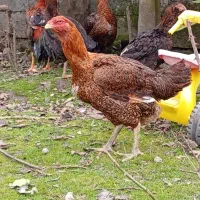 مرغ لاری قلم سبز کلنگی