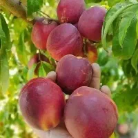 ارائه نهال صنوبر ونهالهای میوه|خدمات باغبانی و درختکاری|اردبیل, |دیوار