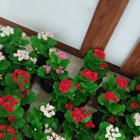 گل شمعدونی دست ساز|گل مصنوعی|آمل, |دیوار