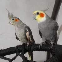 تاب و عروس هلندی|مبلمان خانگی و میز عسلی|گرگان, |دیوار