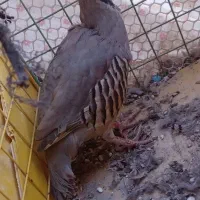 کبوتر نرشکاری