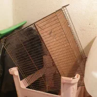 چندعدد قفس پرنده|لوازم جانبی حیوانات|رشت, لاکانی|دیوار