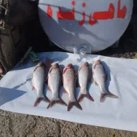 ماهی زنده وتازه وپرگوشت