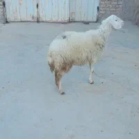 بره ماده