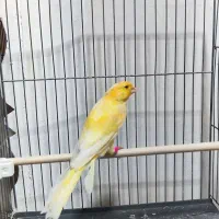 قناری نر و ماده|پرنده|کرج, المهدی|دیوار