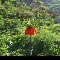 به راننده پایه دو نیازمندم