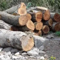 خرید انواع چوب های سقفی ودرختان خشک برش