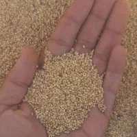 فروش ارزن درجه یک بذری