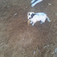 ی جفت سگ پا کوتا ی نر و ی ماده|سگ|گمیشان, |دیوار