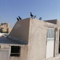 کفتر قره سوری واکسی|پرنده|یزد, |دیوار
