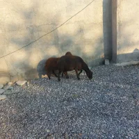 گوسفند ابست و بره نر|حیوانات مزرعه|آق قلا, |دیوار