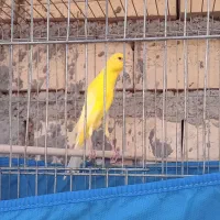 جفت قناری یه سر جیبر