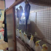 طوطی هلندی یاعروس پاریس