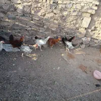جوجه خروس