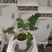 گل وگیاه