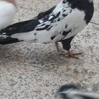 پرنده|پرنده|خرم‌آباد, |دیوار