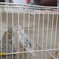 دو عدد عروس هلندی البینو(مرواریدی) و گل باقالی|پرنده|بیرجند, |دیوار