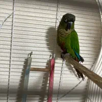 گیرینچیک و مرغ عشق ماده و فنج نر|پرنده|نمین, |دیوار