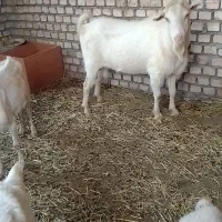 بز سانن فروشی تکه ا