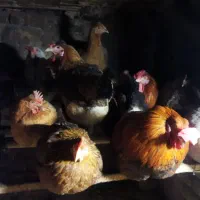 مرغ و خروس کوردی|حیوانات مزرعه|جوانرود, |دیوار