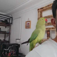 طوطی ملنگوی ماده اهلی سخنگو