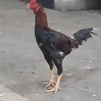 لاری اصل ۷ماهه جوجه