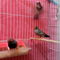 فنچ ایمو شارکول|پرنده|گنبد کاووس, |دیوار