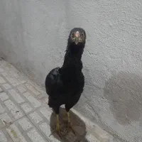 مرغ لاری اصیل  با جوجه خروس دوماه هم عوض میکنم