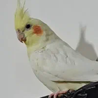 عروس هلندی گمشده