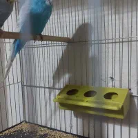 مرغ عشق انگلیسی مولد|پرنده|آمل, |دیوار