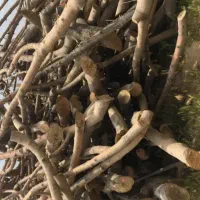 خریدار چوب سیب