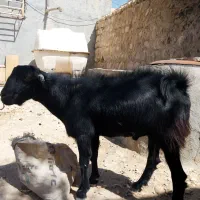 فروش کهر نر