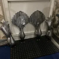 علامت طاوس خروس چکشی