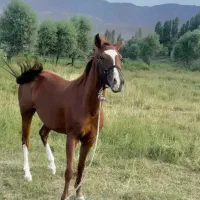 مادیون ترکمن ۴ به ۵