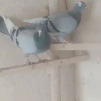 جفت گجله|پرنده|مراغه, |دیوار