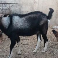 دو عدد بزغاله نر سانن و یک نر الپاین