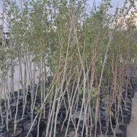 فروش نهال میوه