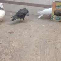 تعدادی طوقی دبال وکربلای و آلمانی پلاکی|پرنده|مینودشت, |دیوار