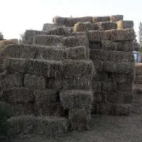 علوفه دامی خلخال