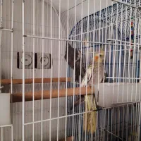 فروش چند عدد طوطی عروس سالم و خونگی