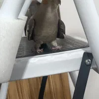 عروس هلندی نر مرغ عشق مینا طوطی برزیلی فنچ|پرنده|کرمانشاه, |دیوار